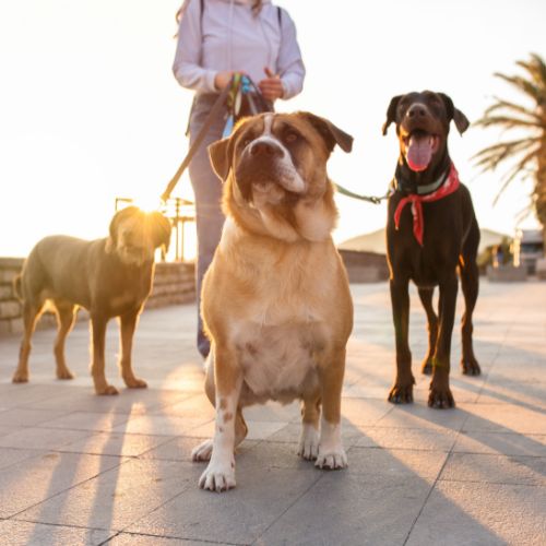 veterinarian walking group of dogs