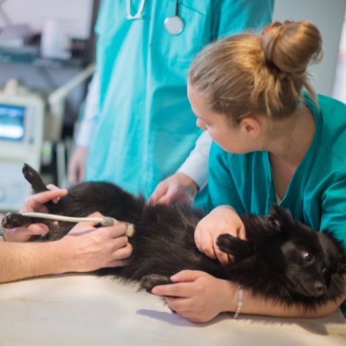 veterinarian examining a cat with a stethoscope