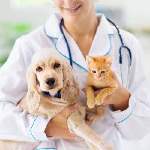 veterinarian holding cat and dog