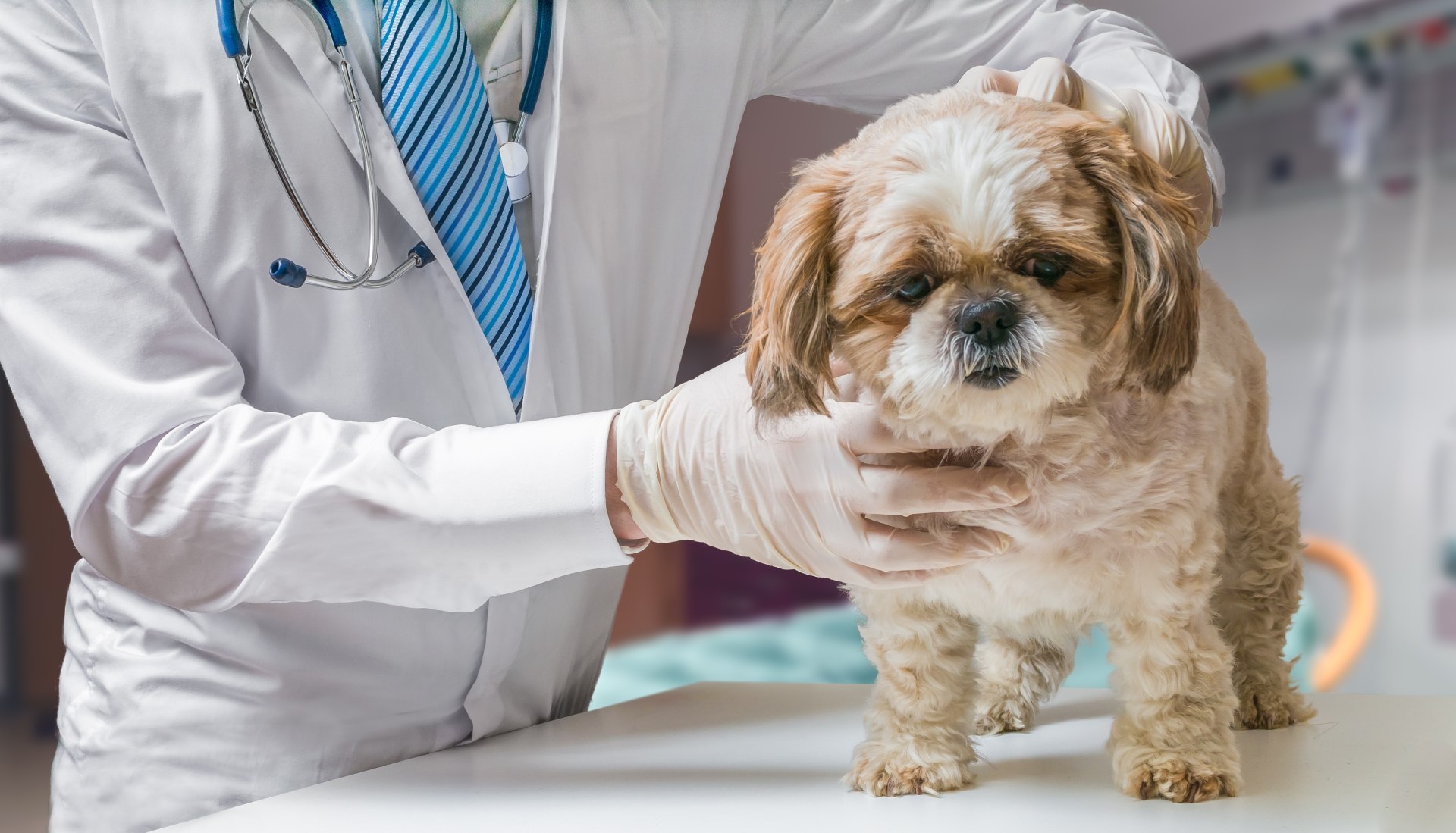 Pet Endoscopy In Reidsville, NC 27320 | Reidsville Veterinary Hospital