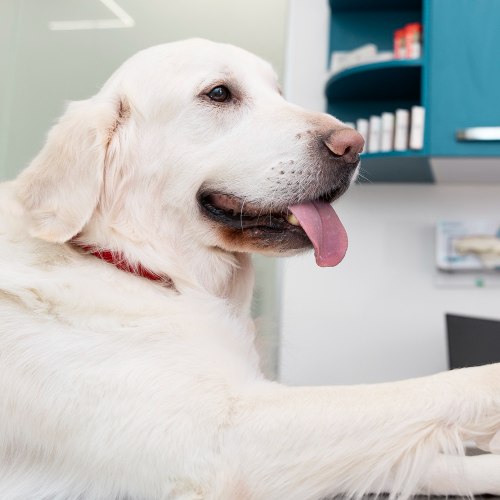 dog at the vet with a medical team
