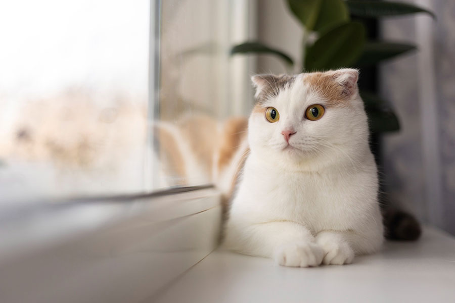 cat sitting on the window sill