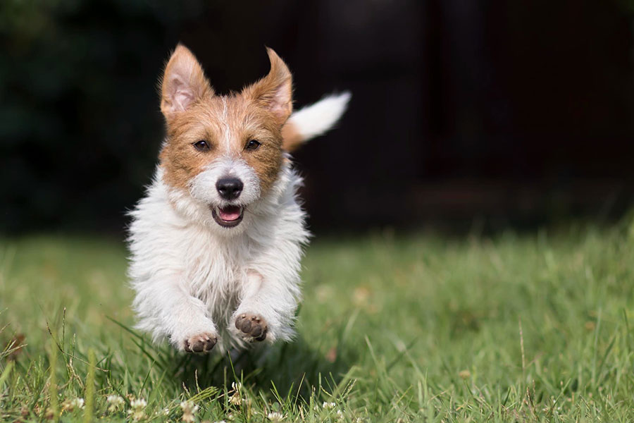 a puppy running on the grass