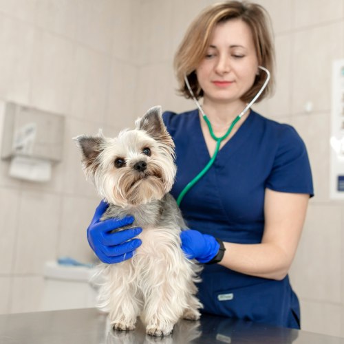 Veterinarian Examining a Furry Dog