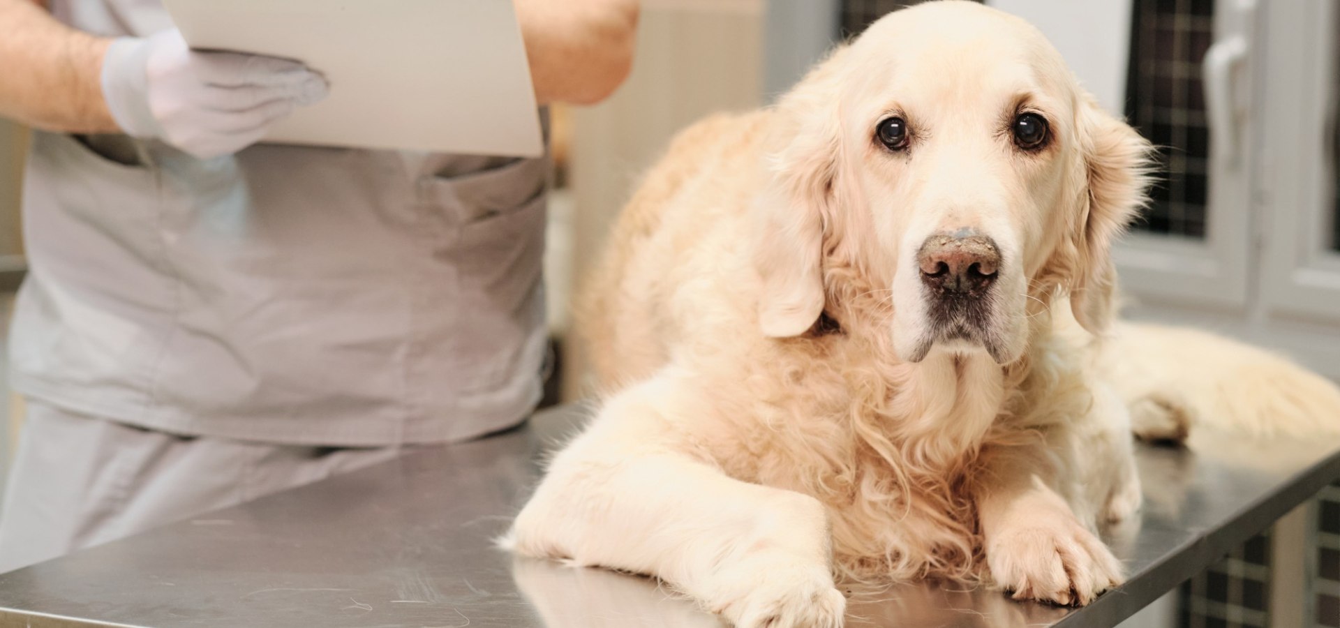 Pet Ultrasound In Reidsville, NC | Reidsville Veterinary Hospital