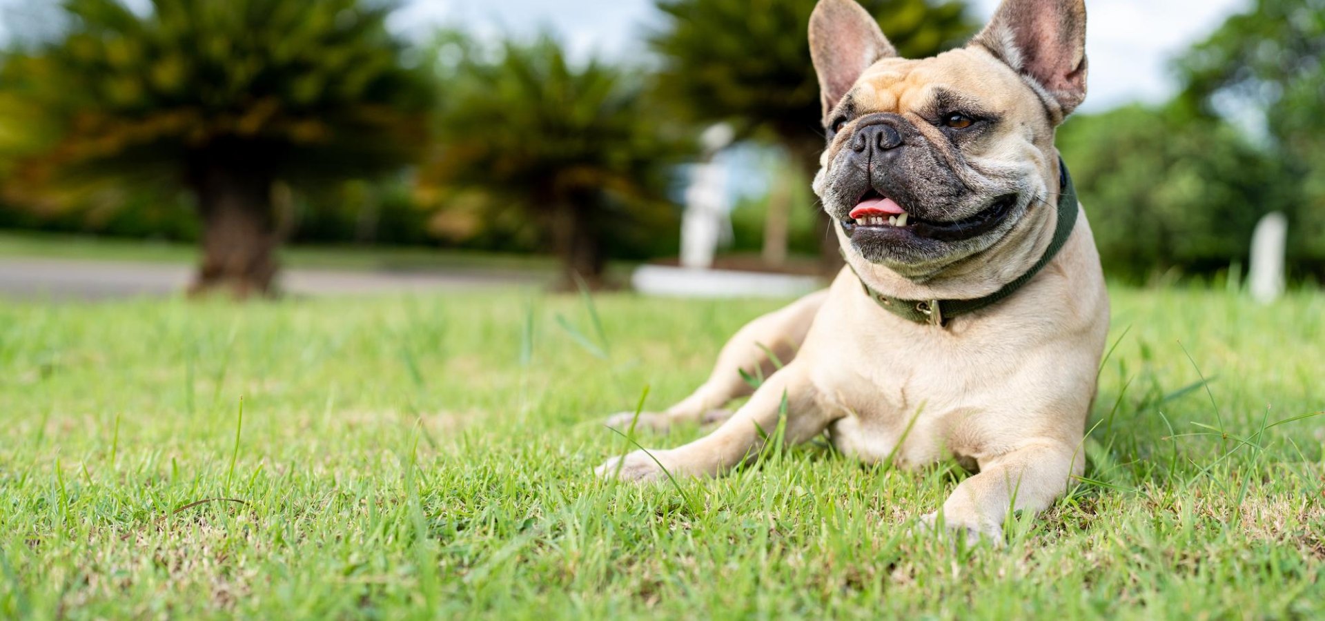 surgical-form-reidsville-veterinary-hospital