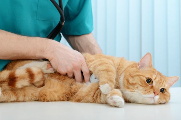 A Cat Getting Examined by Vet