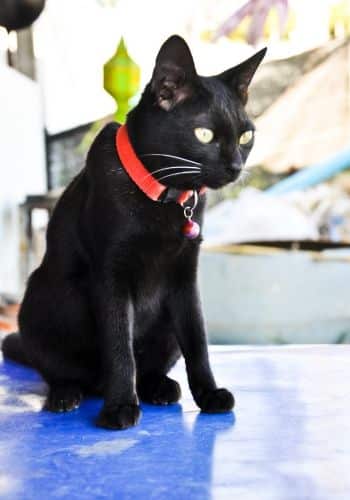 a black cat on a table