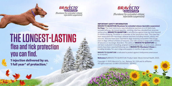 Dogs with Owner on a Sidewalk