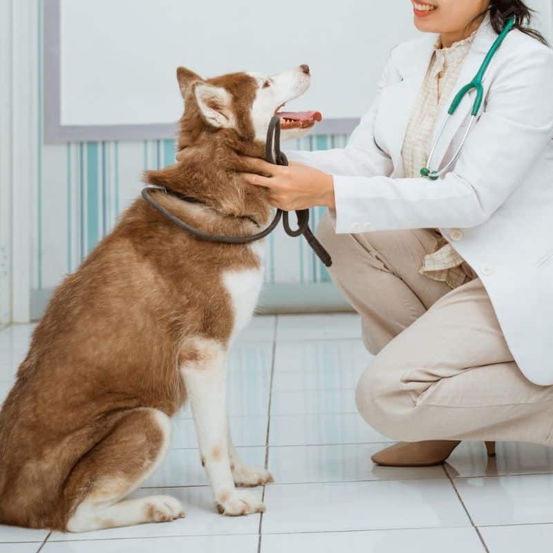 A dog is seeing a vet