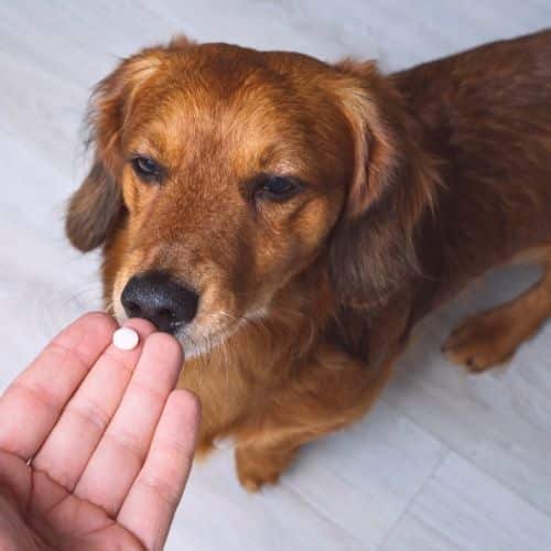 Vet giving medicine to sick dog