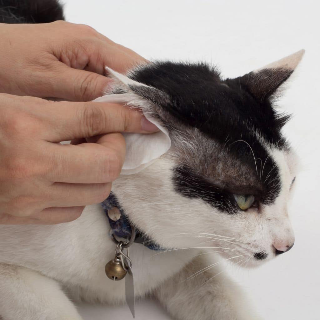 A vet examines a cat ear