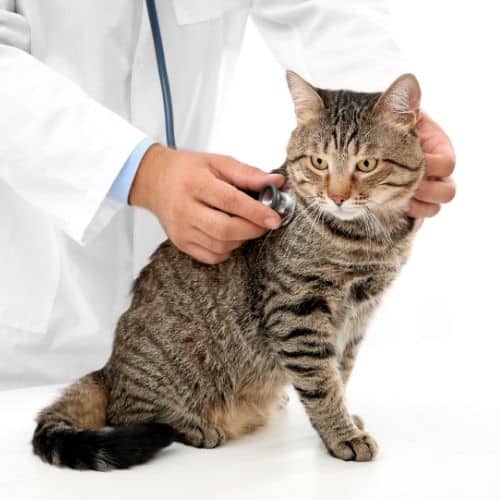 Veterinarian examining a cat with stethoscope